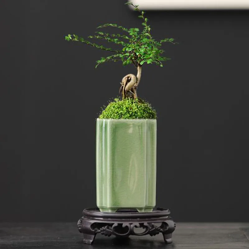 Vaso per Orchidee in Porcellan - Bonsai Garden Art recensione e prezzo