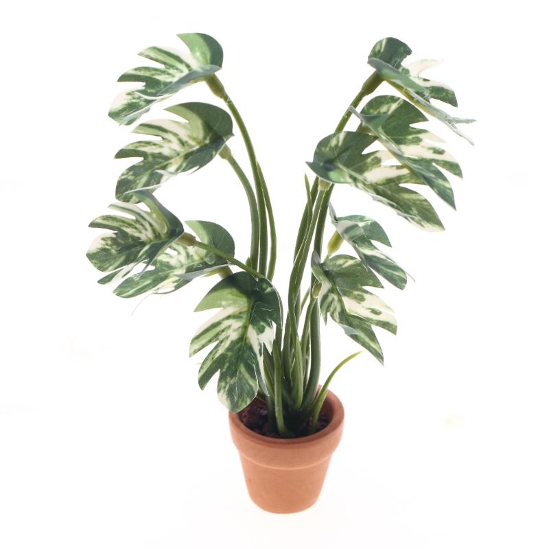 Nuovo. 1 Pezzo Pianta Verde Mo - Bonsai Gardener recensione e prezzo