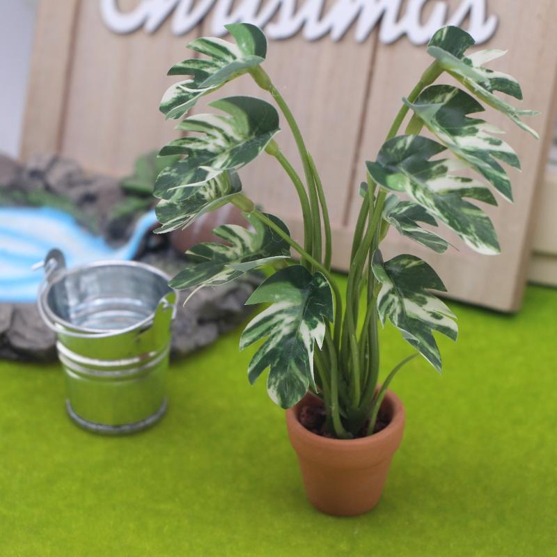 Nuovo. 1 Pezzo Pianta Verde Mo - Bonsai Gardener recensione e prezzo