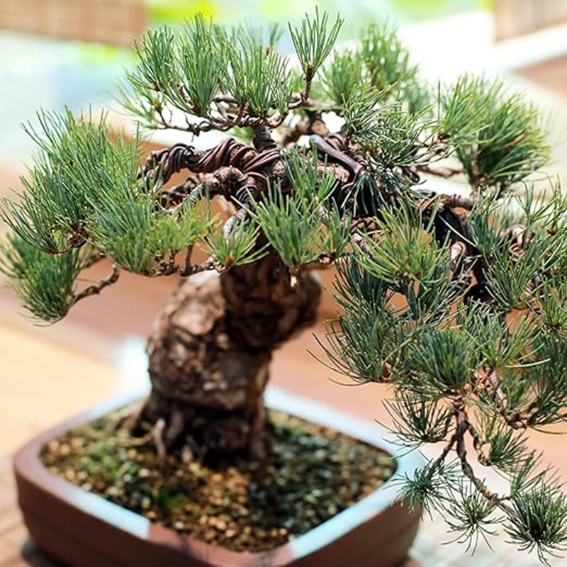 Filo per Bonsai in Alluminio N - Bonsai Garden Art recensione e prezzo